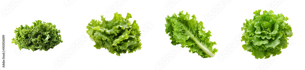 Fresh green lettuce varieties on a transparent background Fresh green lettuce varieties on a transparent background