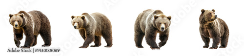 Wallpaper Mural Grizzly bears of varying poses on a transparent background Torontodigital.ca