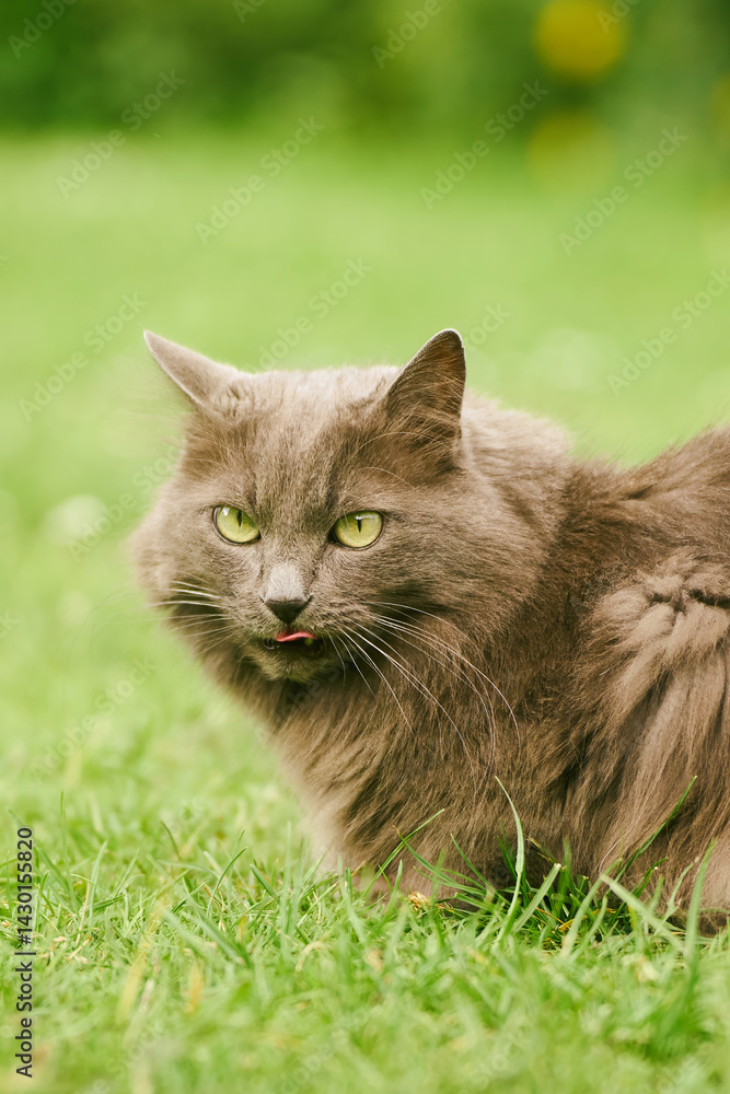 Fluffy gray cat licking lips after snack