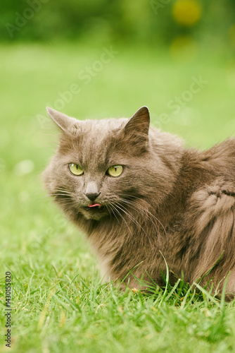 Obraz na płótnie Fluffy gray cat licking lips after snack w salonie