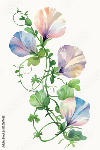 Sweet pea flower in watercolor. Isolated pastel bloom for romantic and vintage compositions.