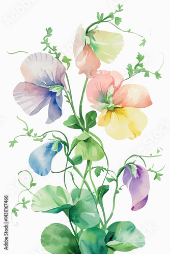 Sweet pea flower in watercolor. Isolated pastel bloom for romantic and vintage compositions.