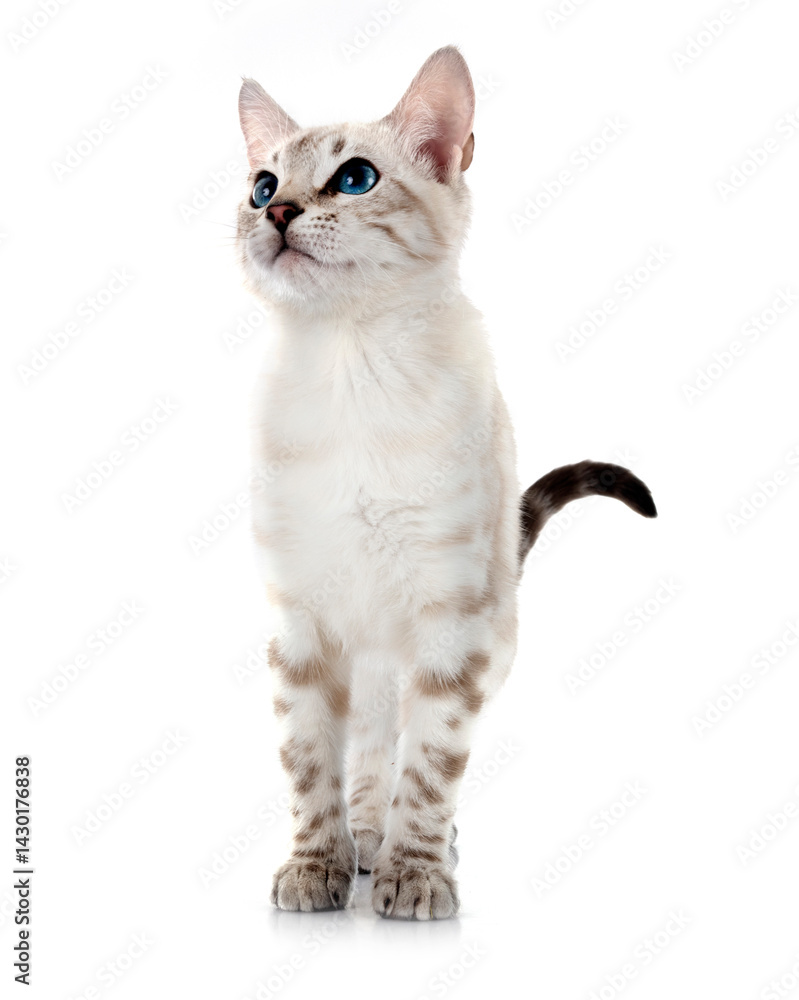 bengal kitten in studio