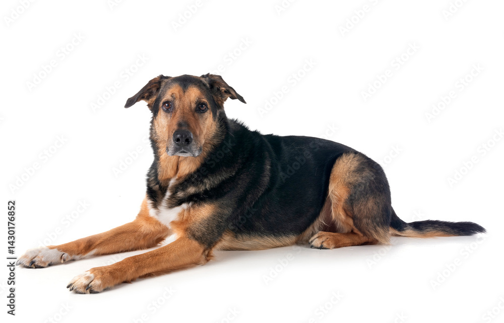 german shepherd mix breed