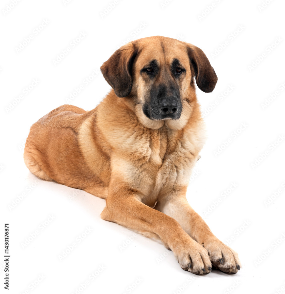 Spanish Mastiff in studio