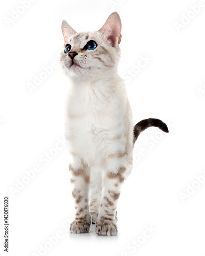 Obraz na płótnie bengal kitten in studio w salonie