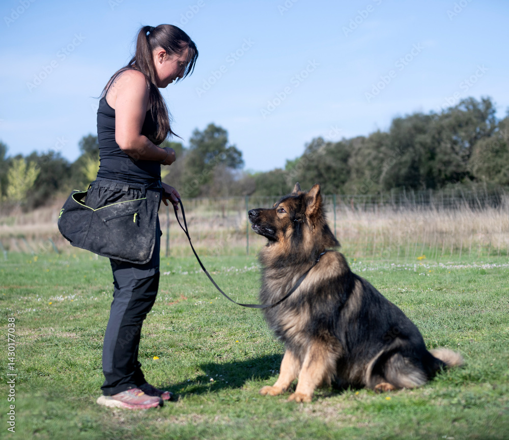 obedience training with a Altdeutsche Schaferhund