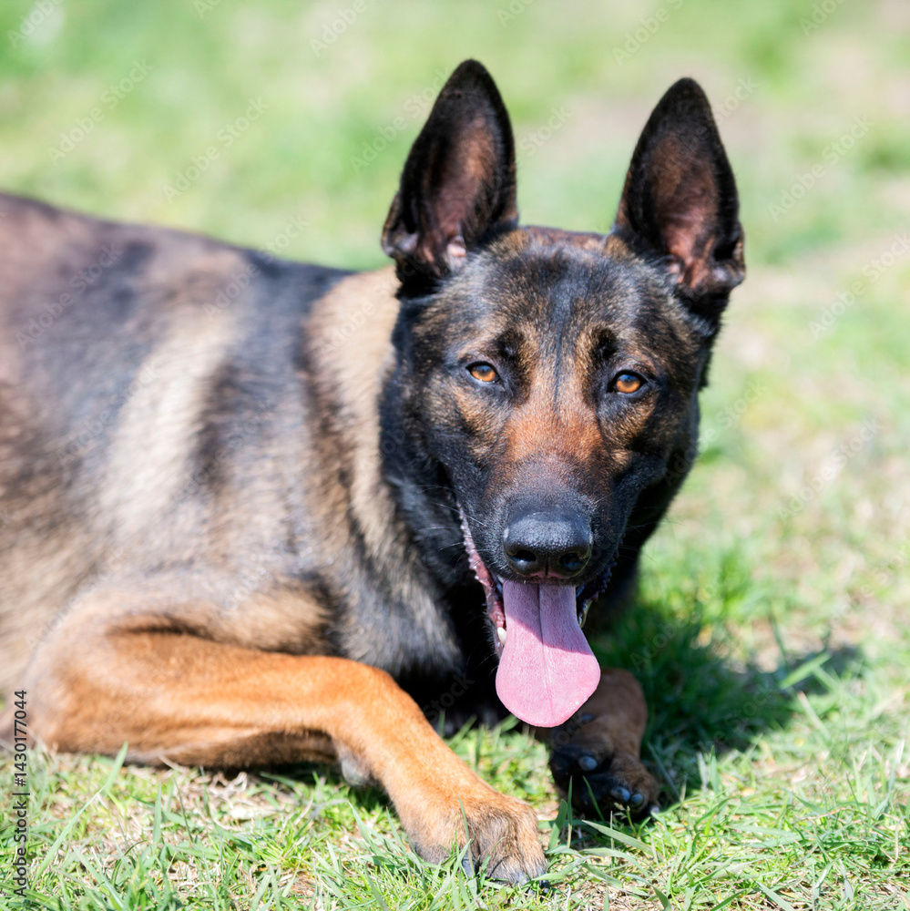 obedience training with a malinois