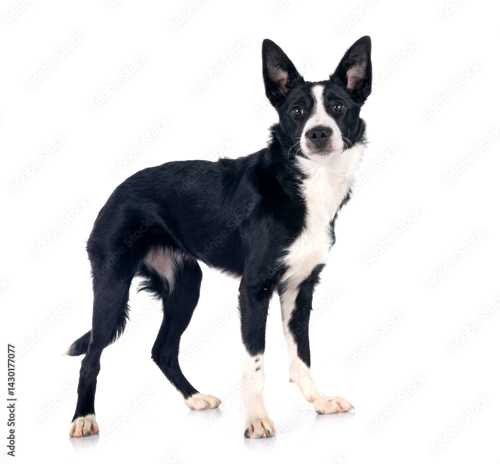 puppy border collie