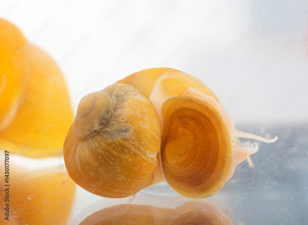 yellow Pomacea in studio