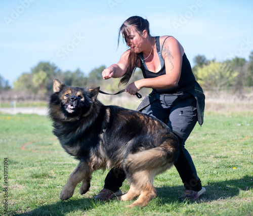 obedience training with a Altdeutsche Schaferhund