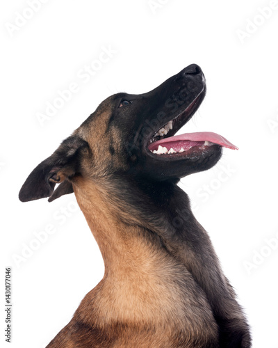 Obraz na płótnie young malinois in studio w salonie