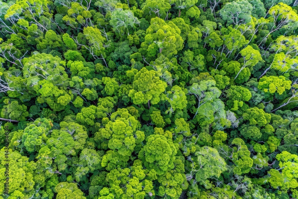 Aerial view of dense green forest canopy. Aerial view of dense green forest canopy.