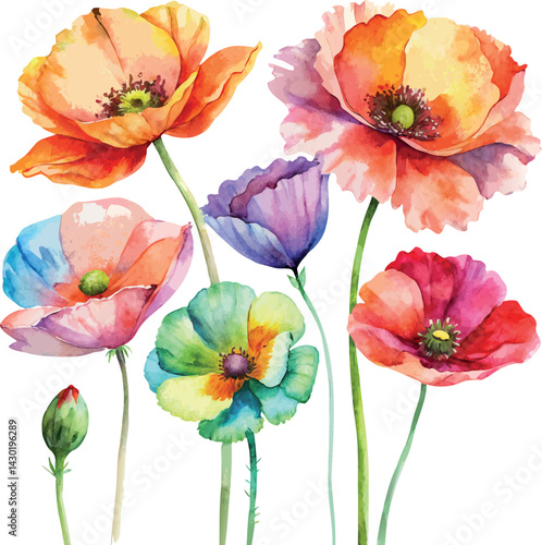 Colorful watercolor red yellow green purple poppy flowers vector botanical floral illustration