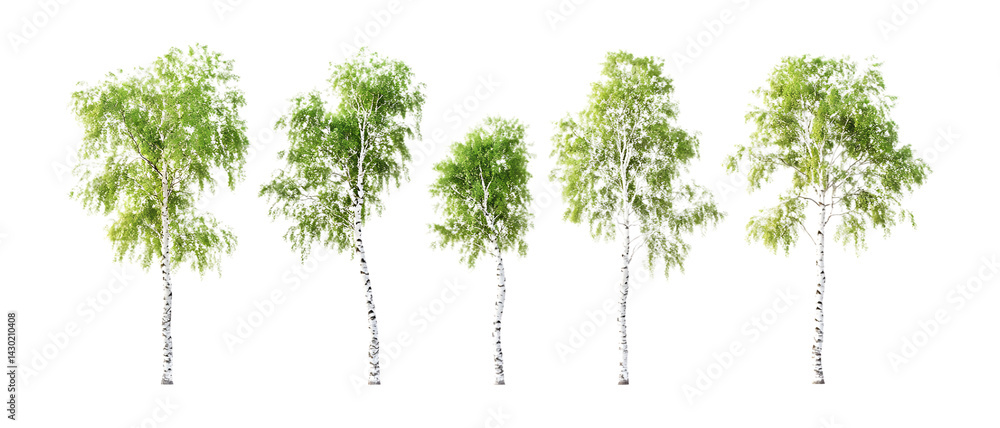Obraz premium Silver Birch Trees Against Transparent Background
