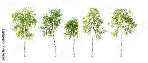Silver Birch Trees Against Transparent Background