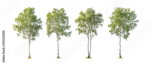 Silver Birch Trees Against Transparent Background