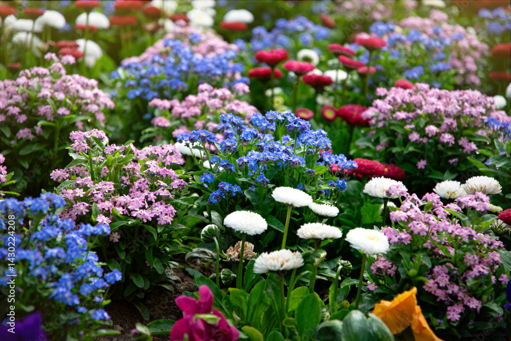 Obraz premium Blooming morning garden, daisy and campanula