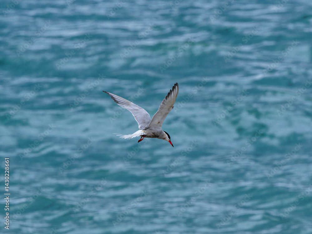 Fototapeta premium seagull flying over the sea
