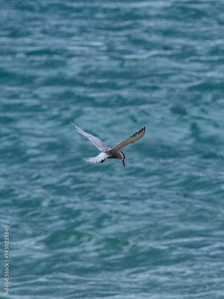 Fototapeta premium seagull flying over the sea