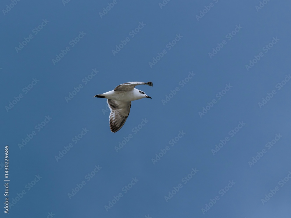 Fototapeta premium seagull flying beautiful blue sky