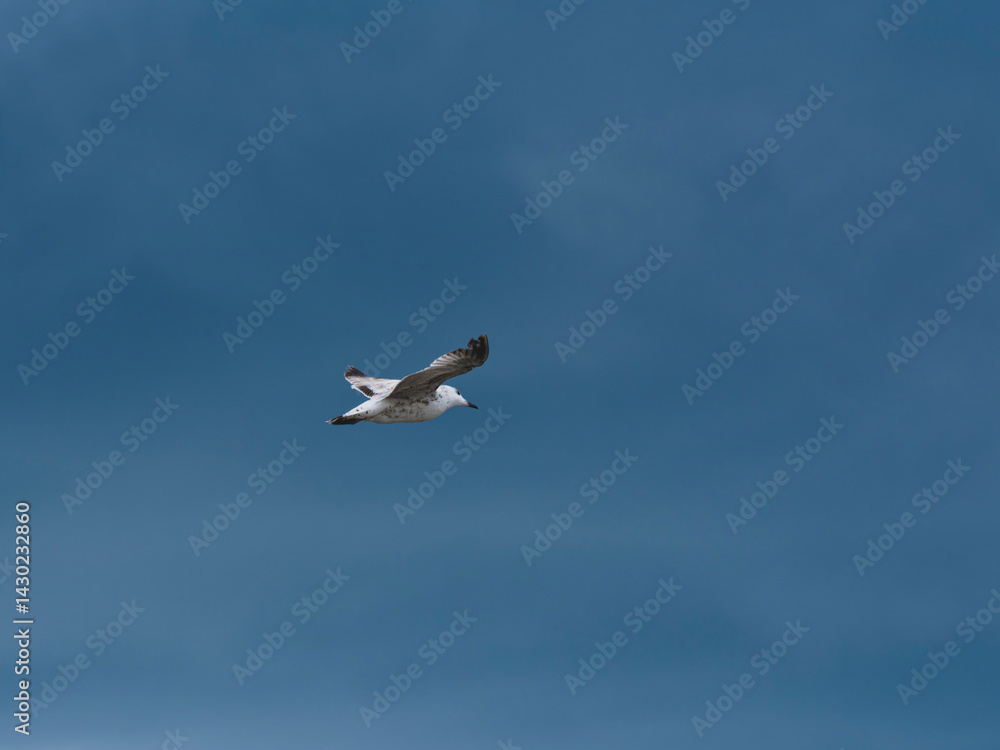 Obraz premium seagull flying beautiful blue sky