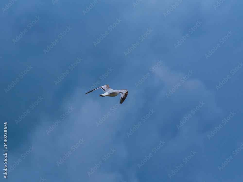 seagull flying beautiful blue sky seagull flying beautiful blue sky