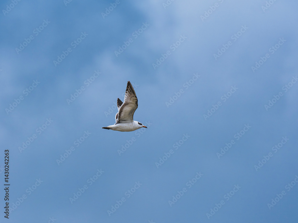 Obraz premium seagull flying beautiful blue sky