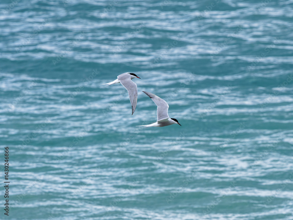 seagull flying over the sea seagull flying over the sea