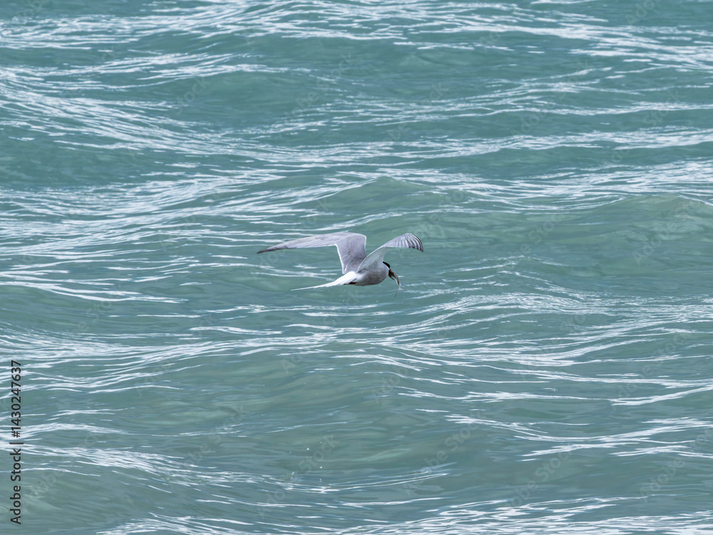 Naklejka premium seagull flying over the sea