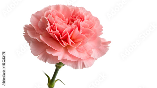 Exquisite Pink Carnation with Intricately Layered Petals on Transparent Background. Perfect for: Mother's Day, Teacher Appreciation Week, Romantic Occasions