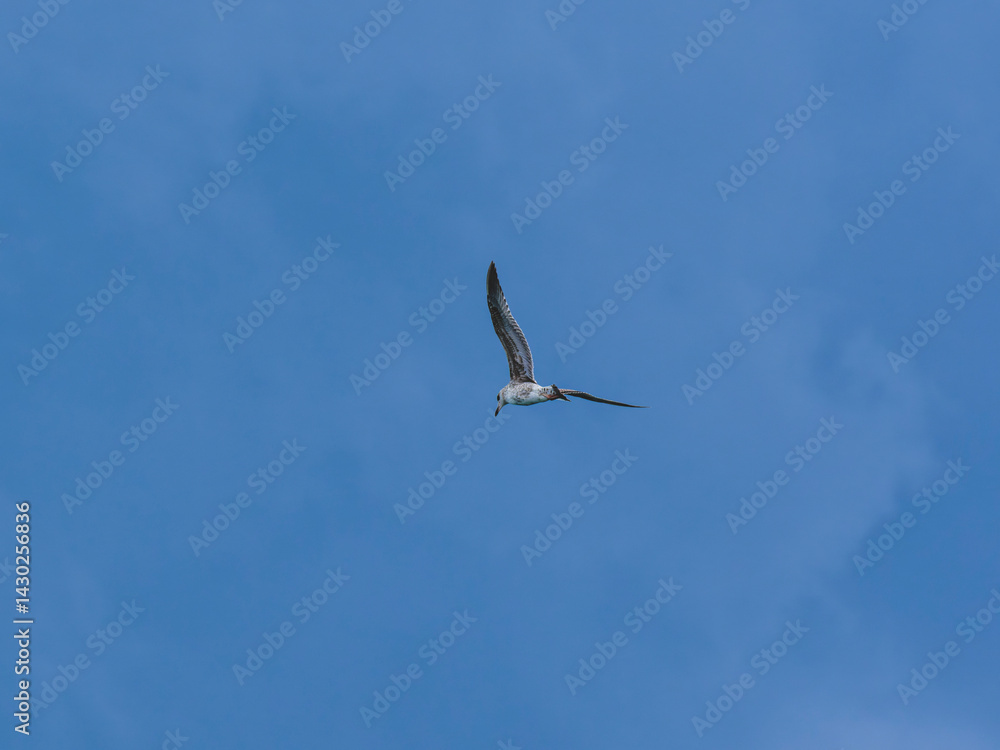 seagull flying beautiful blue sky seagull flying beautiful blue sky