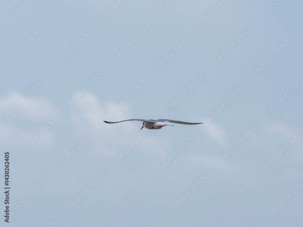 Fototapeta premium a beautiful seagull flying in the sky
