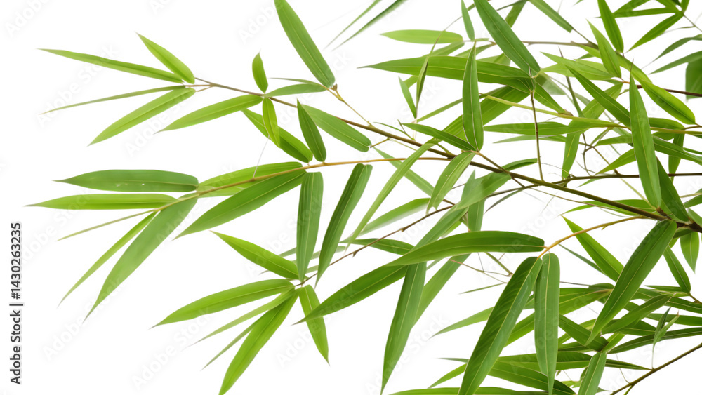Obraz premium Pristine Green Bamboo Branch with Overlapping Leaves and Perfect Detail on Transparent Background. Perfect for: Asian-Themed Events, Zen Garden Decor, Eco Posters