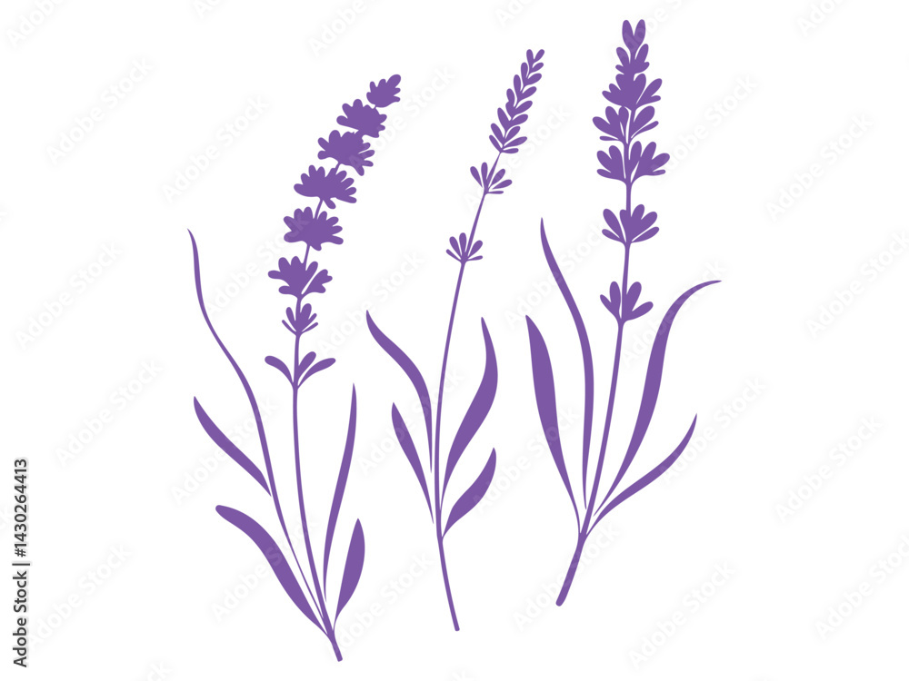 Naklejka premium lavender flowers isolated on white background