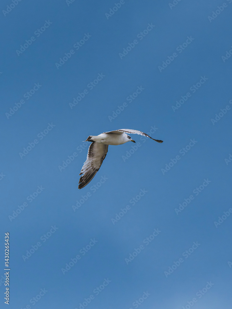 Fototapeta premium seagull flying beautiful blue sky