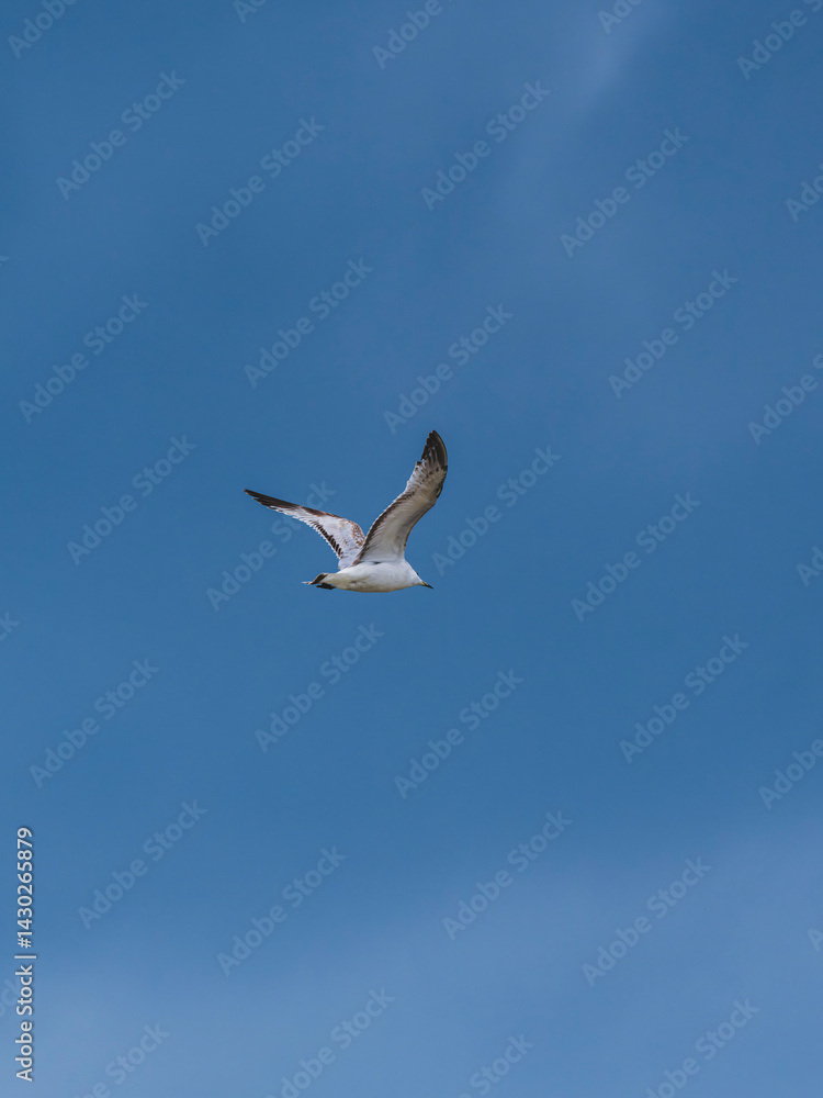 Obraz premium seagull flying beautiful blue sky