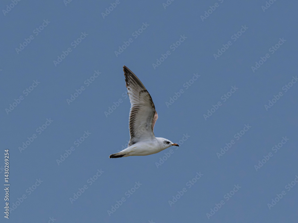 Obraz premium seagull flying beautiful blue sky