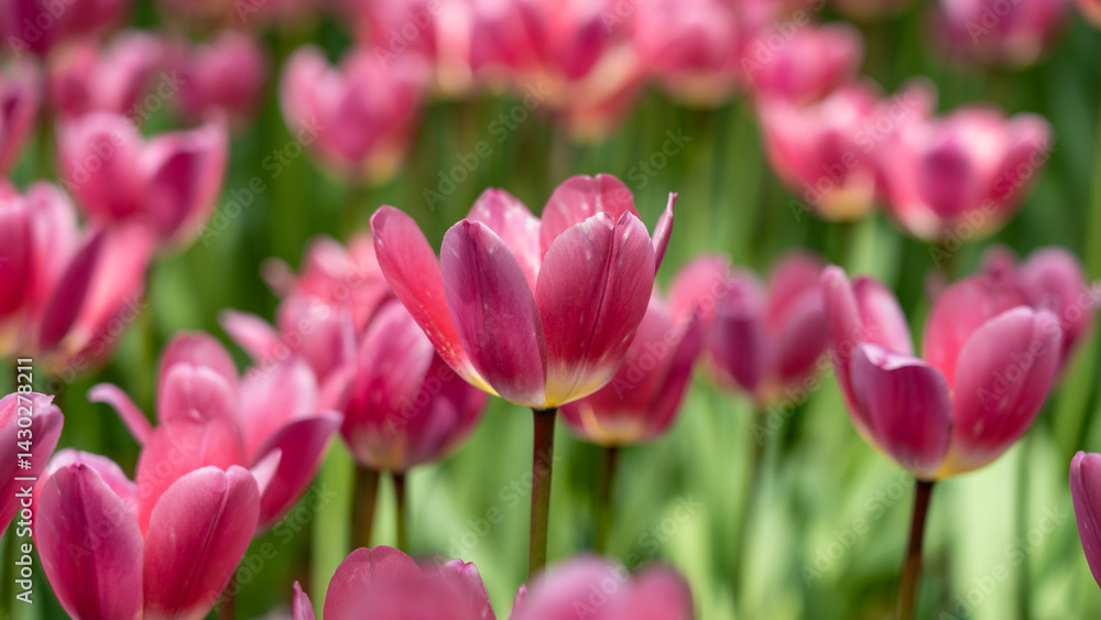 Tulips in full bloom Tulips in full bloom