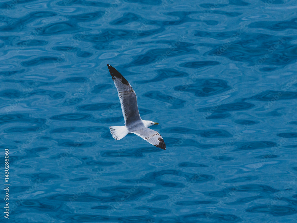 seagull flying over the sea seagull flying over the sea