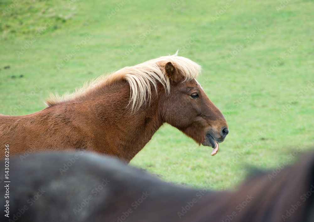Fototapeta premium Icelandic horse in Norway.