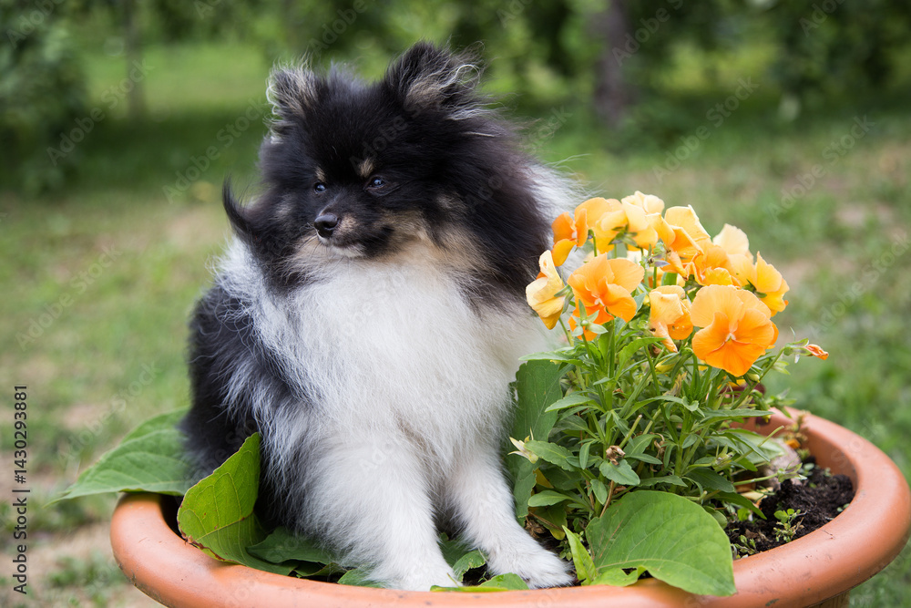 Obraz premium A white fluffy spitz dog with black spots sits next to orange flowers.