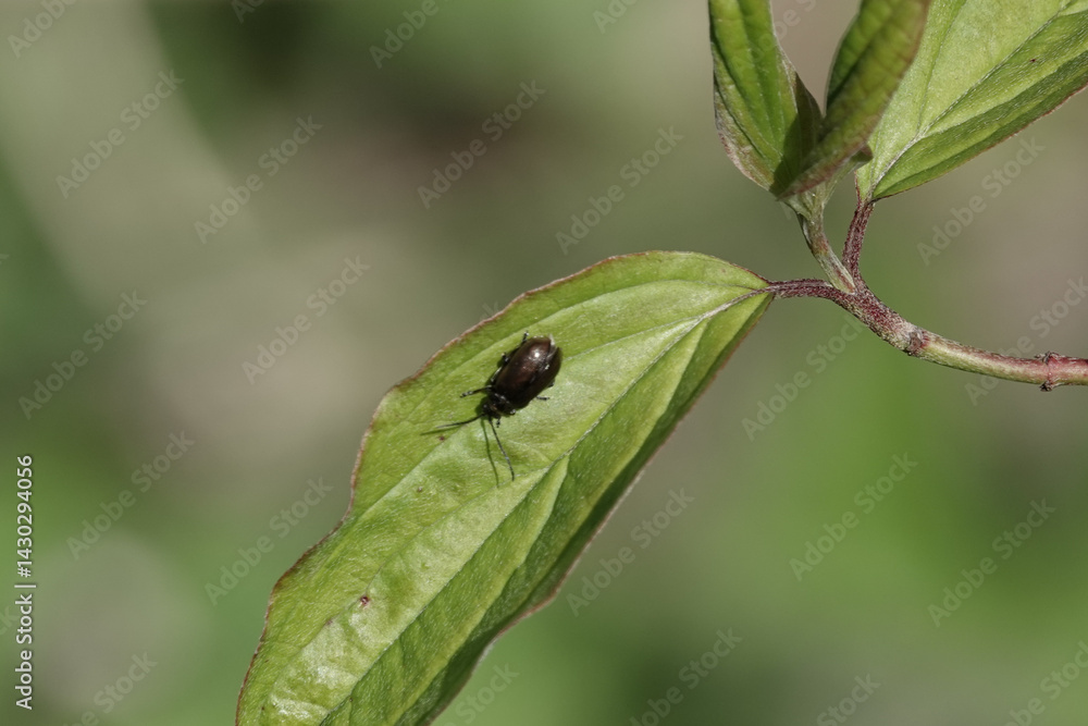 A Heather Beetle (Lochmaea suturalis) resting on a leaf A Heather Beetle (Lochmaea suturalis) resting on a leaf