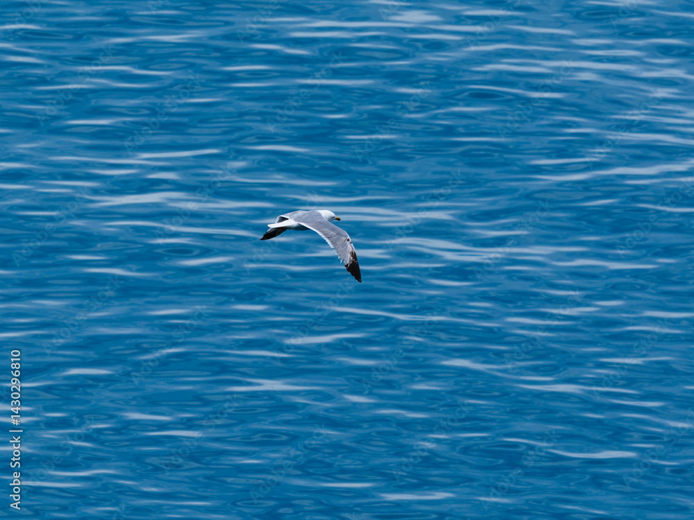 seagull flying over the sea seagull flying over the sea