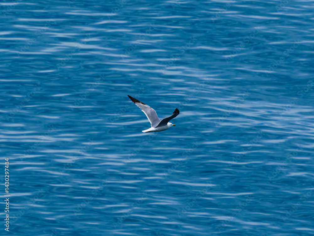 seagull flying over the sea seagull flying over the sea