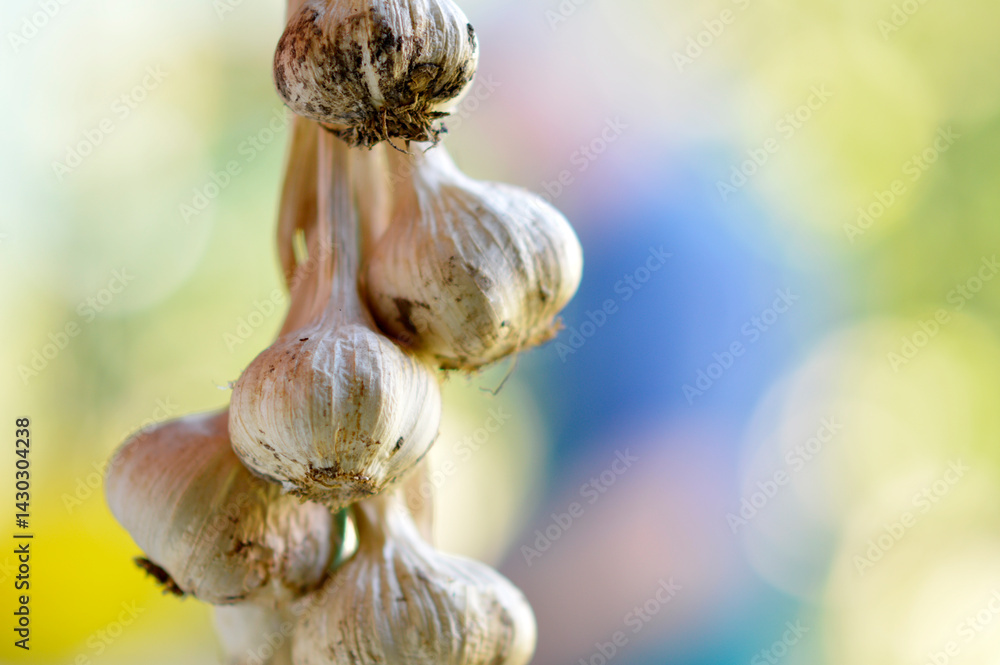 garlic tide in the wreath close up