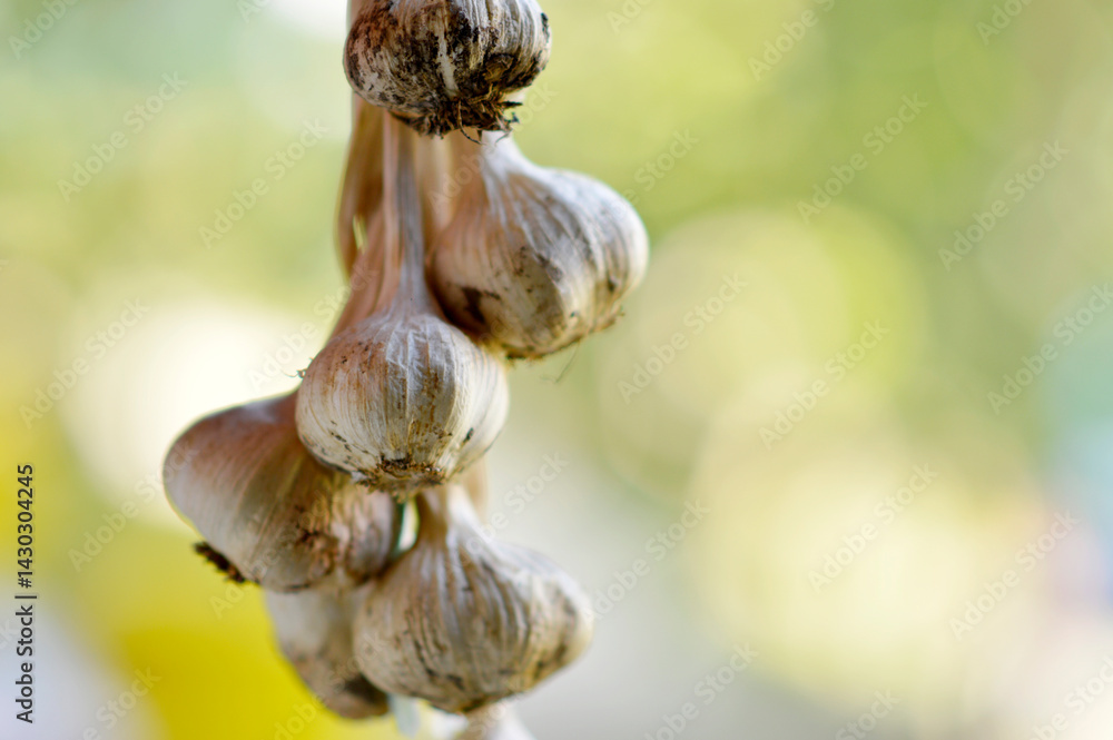 garlic tide in the wreath close up