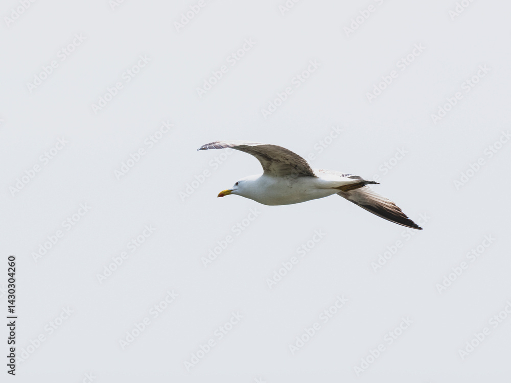 Obraz premium a beautiful seagull flying in the sky