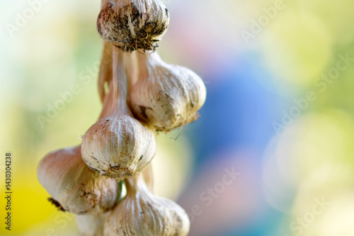 Obraz na płótnie garlic tide in the wreath close up w salonie