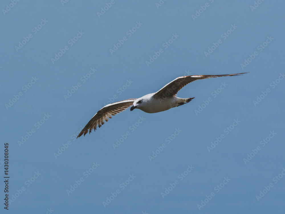 seagull flying beautiful blue sky seagull flying beautiful blue sky